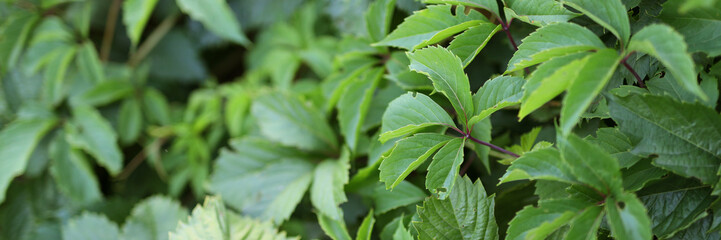 A lush green plant with leaves that are green and shiny. The plant is full and healthy