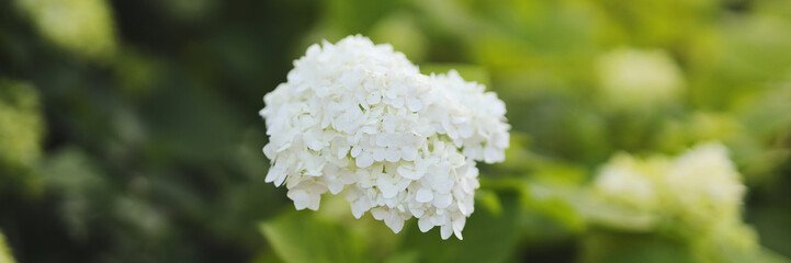 A white flower with green leaves is in the foreground. The flower is surrounded by green leaves and...
