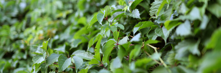 A lush green vine with leaves that are green and brown. The leaves are full and healthy. The vine is growing on a wall