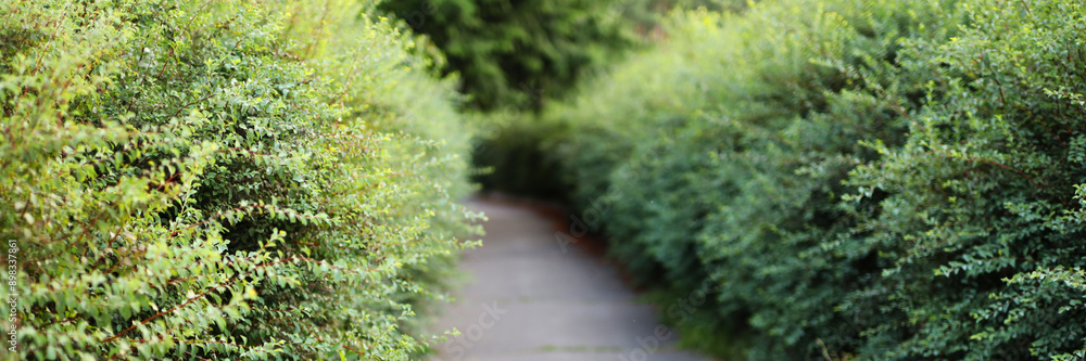 Poster a path through a hedge with a view of the sky. the path is lined with bushes and the sky is clear an