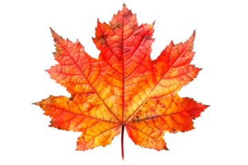 Single red and orange maple leaf transparent background