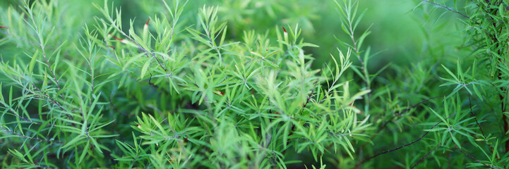 A lush green bush with many branches and leaves