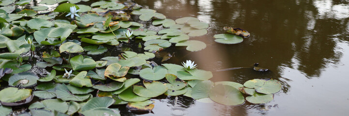 A pond with lily pads and a few flowers floating on the surface. The water is calm and still