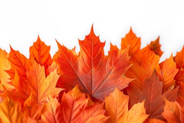 Fototapeta premium Close up of vibrant orange maple leaves against white background