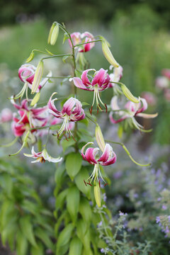 A group of pink and white flowers with green leaves. The flowers are in a garden with other plants