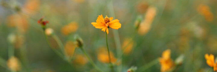 A field of yellow flowers with a single flower in the foreground. The flowers are in full bloom and the sun is shining brightly on them