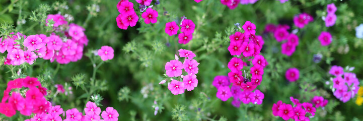A bunch of pink flowers with green stems