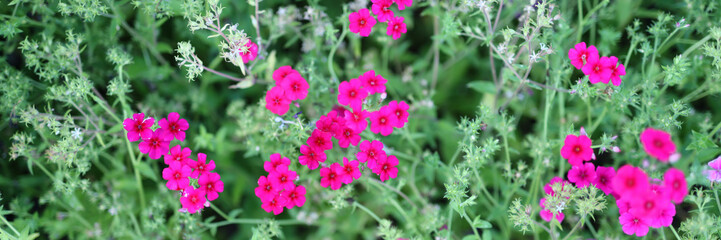 A bunch of pink flowers are in a field. The flowers are in full bloom and are very pretty