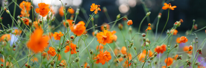 A field of orange flowers with a bright, sunny sky in the background. The flowers are in full bloom...