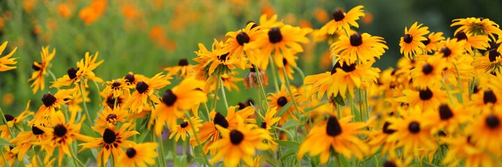 A field of yellow flowers with brown centers. The flowers are in full bloom and are scattered throughout the field. Concept of beauty and tranquility