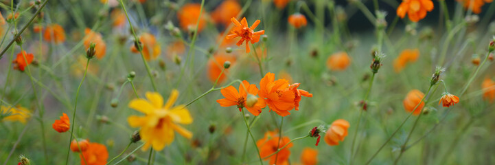 A field of orange flowers with yellow flowers in the foreground. The flowers are in full bloom and the field is lush and green