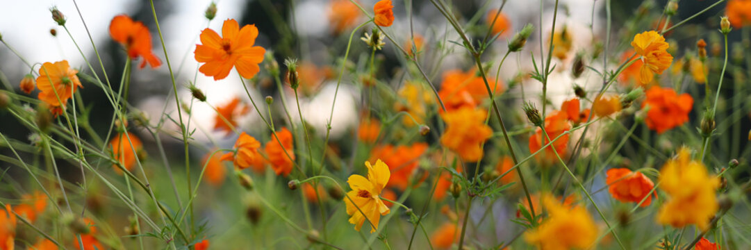 A field of orange flowers with a blue sky in the background. The flowers are in full bloom and the sky is clear - Powered by Adobe