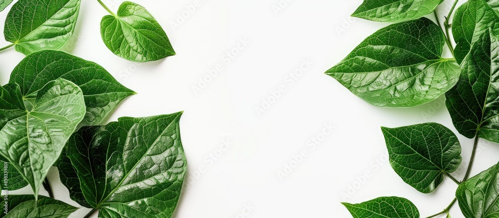 Poster close up of a set of green leaves on a white background with copy space image