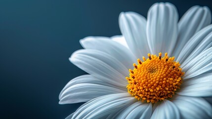 Naklejka premium A tight shot of a white bloom, featuring a yellow sap, against a backdrop of softly blurred blue