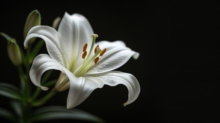 Fototapeta premium A white flower against a black backdrop, focus on petals; blurred center