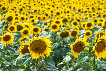 View of a field of sunflowers in full bloom in Rheinhessen