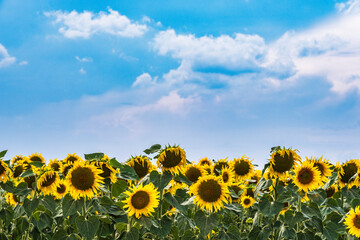 View of a field of sunflowers in full bloom in Rheinhessen