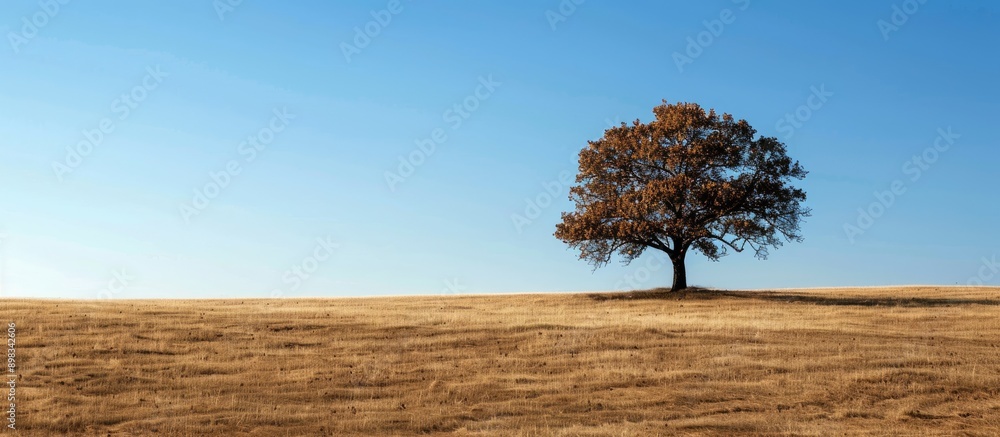 Poster deciduous tree in a dry field with brown grass under a blue sky providing a serene backdrop for copy