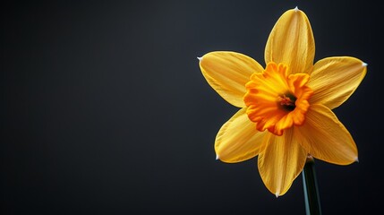  Single yellow daffodil bloom against black backdrop, soft focus on flower center