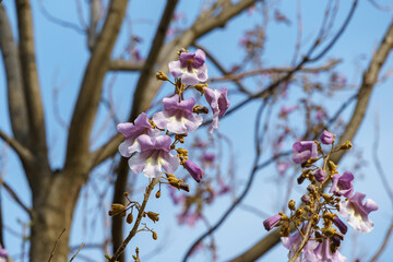 Blossom branches with bells flowers of Paulownia tomentosa tree against blue sky in public landscape city park Krasnodar or Galitsky park. Empress, princess or foxglove tree bells flowers background.