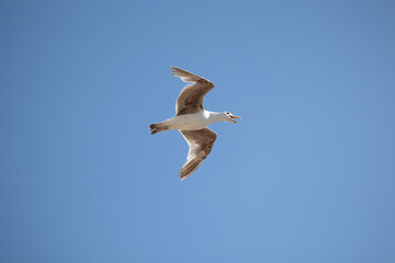 A seagull is gracefully soaring in a clear blue sky with a few scattered clouds on a sunny day, capturing the essence of freedom, peace, and nature in this serene view.