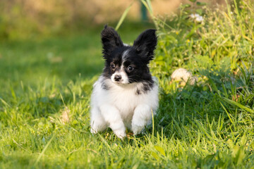 Obraz premium small beautiful black and white dog Papillon Spaniel Chihuahua Spitz puppy plays on the grass in the park in motion
