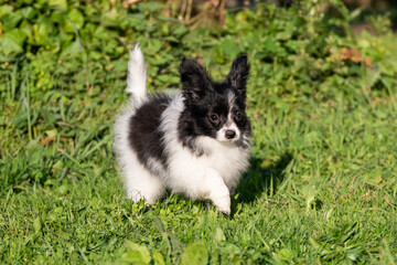 small beautiful black and white dog Papillon Spaniel Chihuahua Spitz puppy plays on the grass in the park in motion