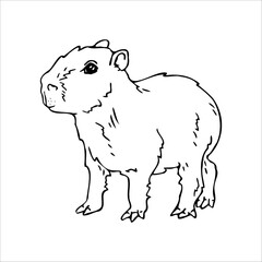 Capybara isolated on white background. Guinea pig outline. Vector illustration. Graphic, doodle..