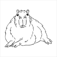 Capybara isolated on white background. Guinea pig outline. Vector illustration. Graphic, doodle..