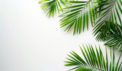 Fototapeta premium Realistic 3D rendering of a copy space with palm leaves border on transparent backgrounds