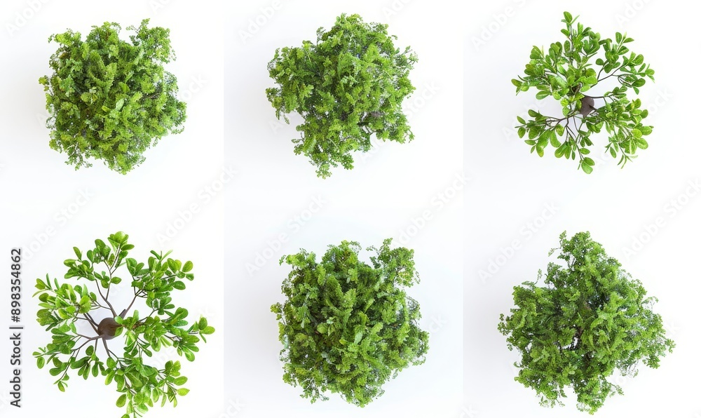 Poster woods and trees cutouts on transparent backgrounds in 3d render files