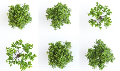Obraz premium Woods and trees cutouts on transparent backgrounds in 3D render files