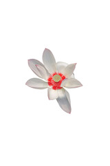 orchid isolated on white Transparent Background. White flower png. png flower. white flowers, white and red flower png . 