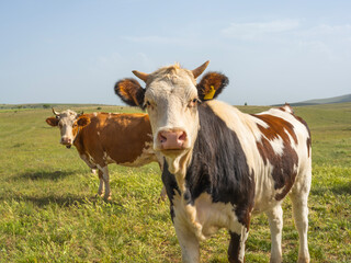 Horned cow, portrait of young healthy  hornet cow looking curiously to camera. Brown red black and white holstein cattle livestock image. Blue sky in a green field copy space.