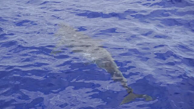 Dolphin Rough-toothed is swimming just below the surface of the deep blue water of the atlantic ocean in Madeira island, Portugal. Steno bredanensis species.