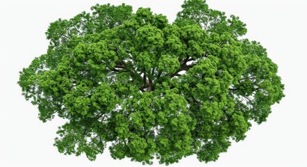 A top view view of a group of serene green trees on a transparent 3D render