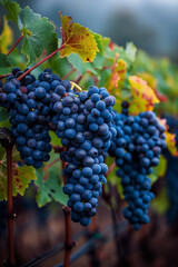 Fototapeta premium Bountiful clusters of ripe Merlot grapes hang heavy on the vine framed by the verdant foliage of a Bordeaux vineyard in Septembers harvest season