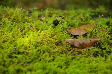 日本の苔の世界