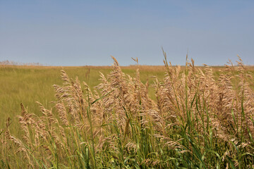 Stunning Wild Field with Grasses and Wheat Growing