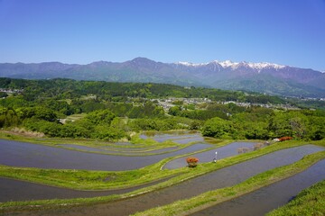 信州　中川村　飯沼の棚田と残雪の中央アルプス