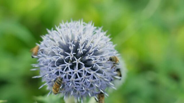 Macro footage of a globe thistle. Many bees sitting on a globe thistle. Vibrant blue echinops bannaticus. Focus on the flower, defocused background.