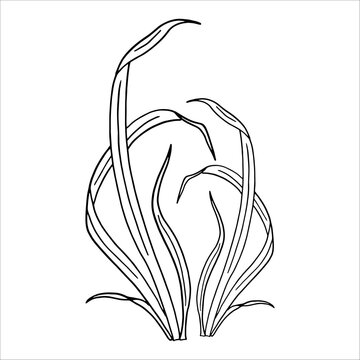 recommend clip art: Illustration of reeds in doodle style. Marsh grass, sedge. Black and white vector, graphics. Plant near swamp and lake..