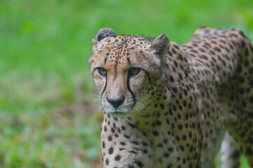 portrait of a cheetah