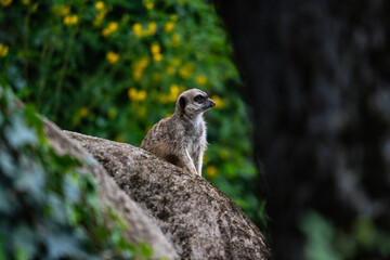 meerkat on the lookout, blurry background