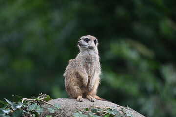 Fototapeta premium meerkat on guard blurry background