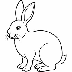 rabbit  Vector