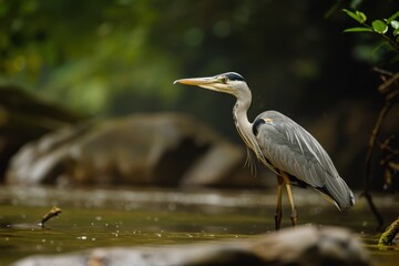 Fototapeta premium A graceful grey heron standing still in a shallow river, waiting to catch fish.