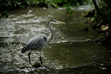 Naklejka premium A graceful grey heron standing still in a shallow river, waiting to catch fish.