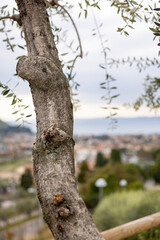 tree close up in cloudy weather with city landscape and lake