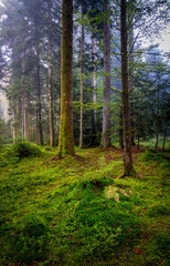 Mossy forest trees. footpath in the forest